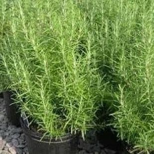 

Terlaris Tanaman Rosemary - Bibit Rosemary Tinggi Sekitar 30Cm