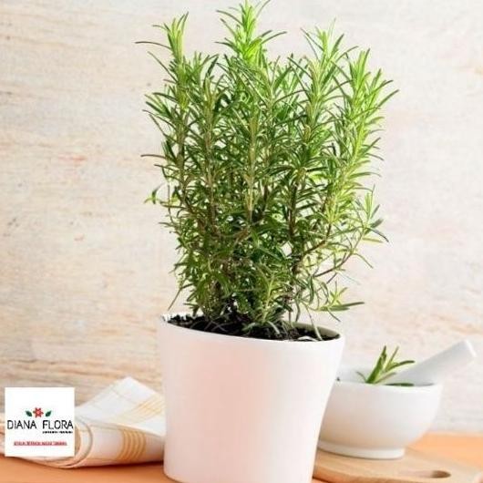 

Terlaris Tanaman Indoor Mini Rosemary Bibit Tanaman Hias Anti Nyamuk Indoor Mmy