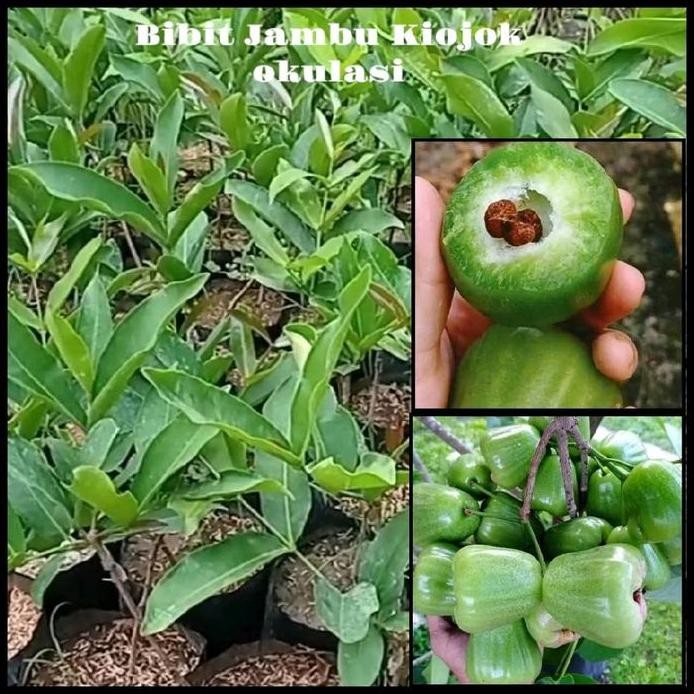 

Terlaris Bibit Jambu Air Kiojok Siap Tanam - Bibit Hasil Okulasi - Hasilkan Buah Segar Dan Sehat Lebih Cepat Paket Berkebun
