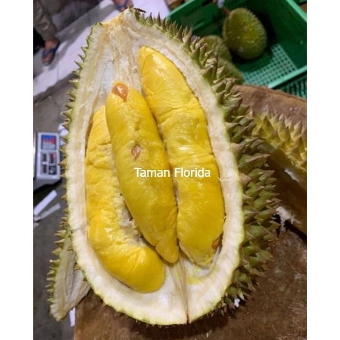 

Terlaris Bibit Tanaman Buah Durian Petruk Unggulan Varietas Unggulan