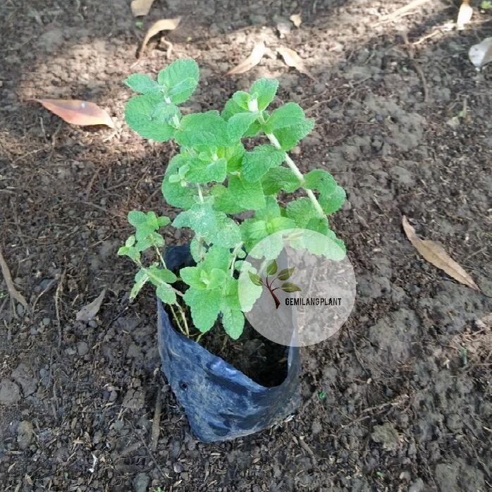 

Terlaris Bibit Pohon Appel Mint - Tanaman Appel Mint - Daun Mint - Obat Herbal