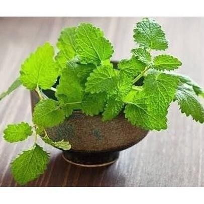 

Terlaris Bibit / Benih Biji Tanaman Herbal Daun Mint Spearmint Isi 100 Biji