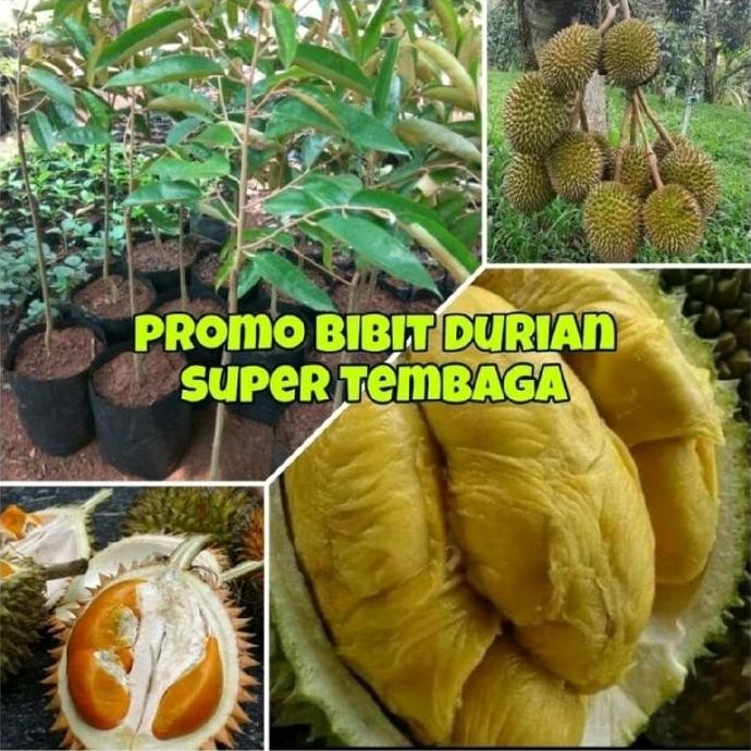 

Terlaris Benih Bibit Durian Super Tembaga Okulasi Siap Tanam