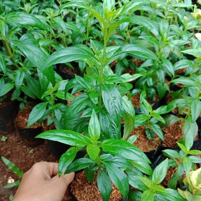

Terlaris Sambiloto, Bibit Tanaman Sambiloto, Andrographis Paniculata, Herbal