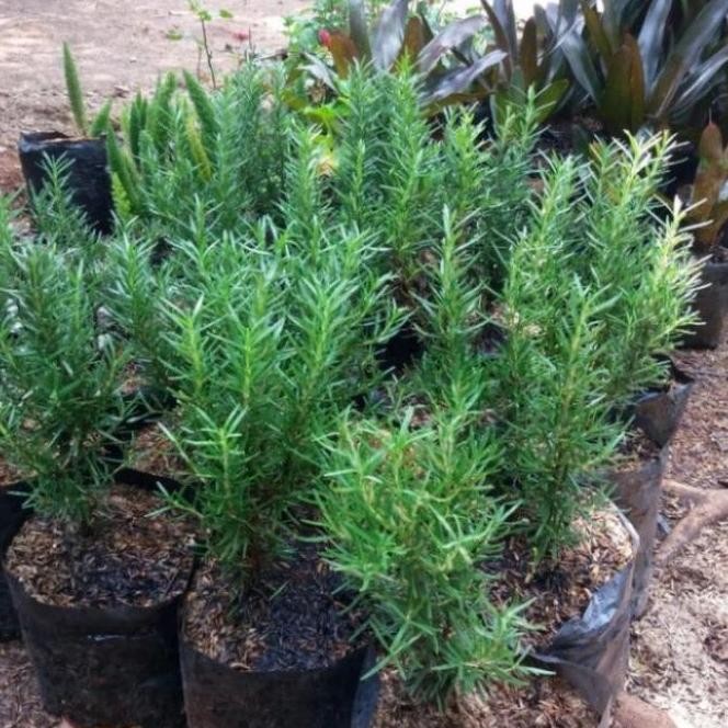 

Terlaris Alat Pertanian Taman Garden Tanaman Hias Rosemary Herbal Wangi Dan Harum/Bibit/Benih Promo!!