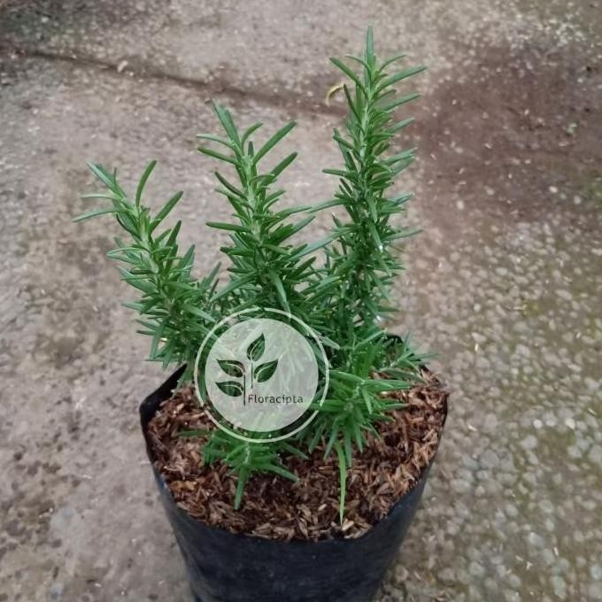

Terlaris T4A Bibit Pohon Rosemary/Tanaman Rosemary - Rosmary