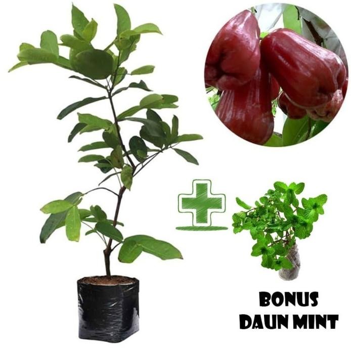

Terlaris Tanaman Buah Jambu Air Citra Bonus Bibit Daun Mint Tob