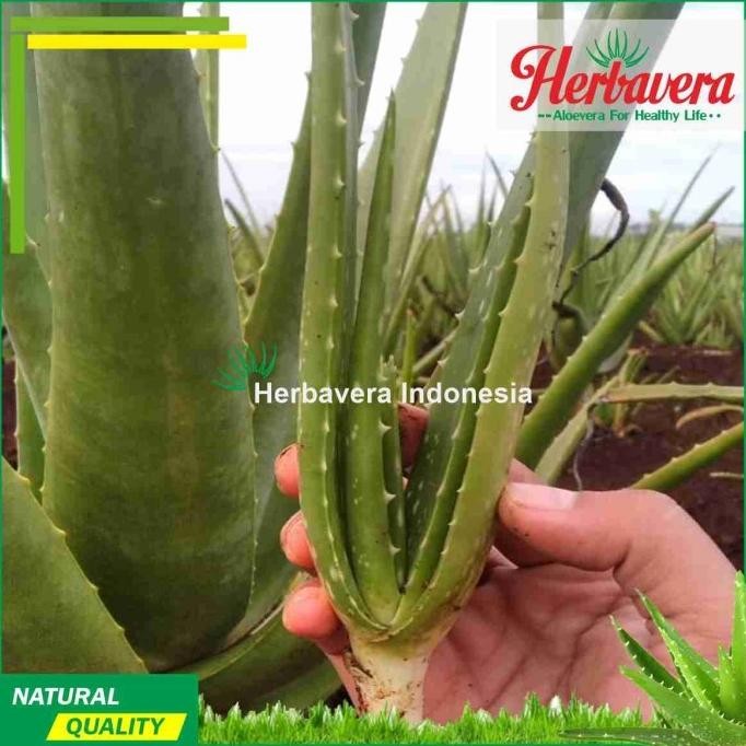 

Terlaris Aloevera Bibit Lidah Buaya Jumbo Heavera