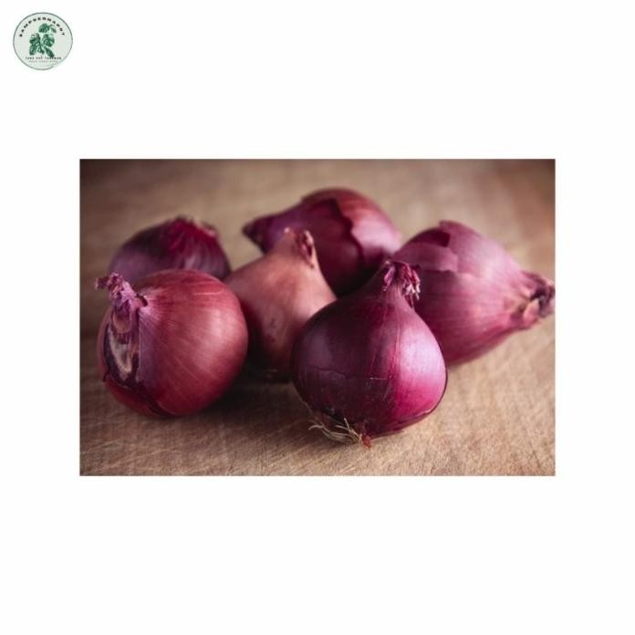 

Terlaris Benih Bibit Bawang Merah Lokananta Cap Panah Merah - Lokananta