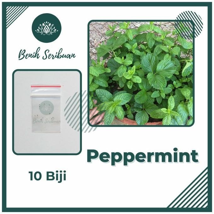 

Terlaris 10 Benih Daun Mint Bibit Herb Peppermint Leaf Herbal Premium Import