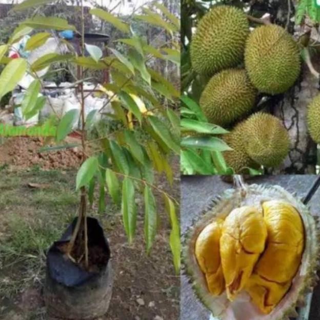 

Terlaris 4Ds! Bibit Durian Montong Kaki Tiga Okulasi Lebih Cepat Berbuah