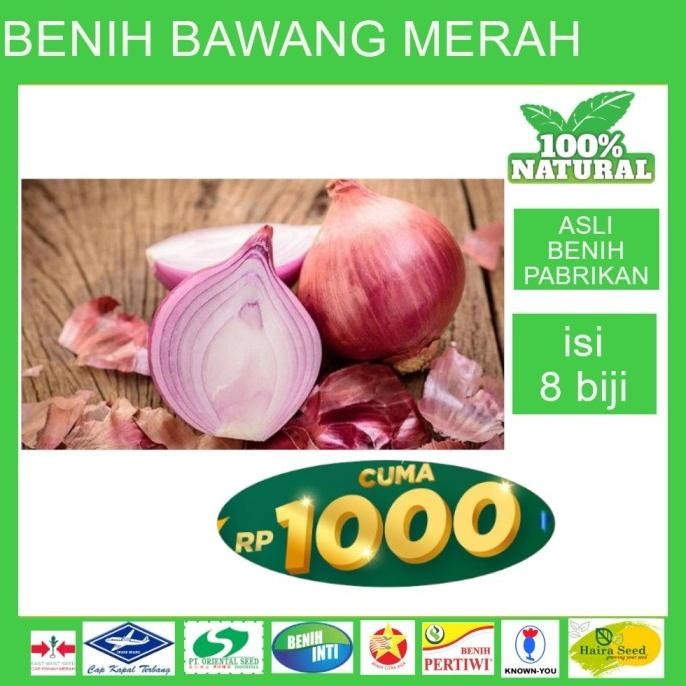 

Terlaris Rizzlarrisszzssz!! Bibit Benih Biji Seed Unggul Bawang Merah Seribuan