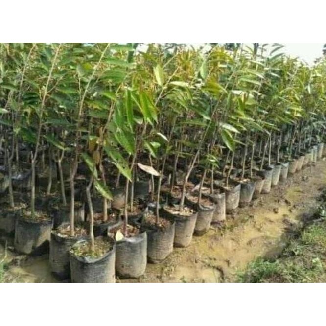 

Terlaris R01 Bibit Buah Durian Musang King Cepat Berbuah Siap Tanam Dm19