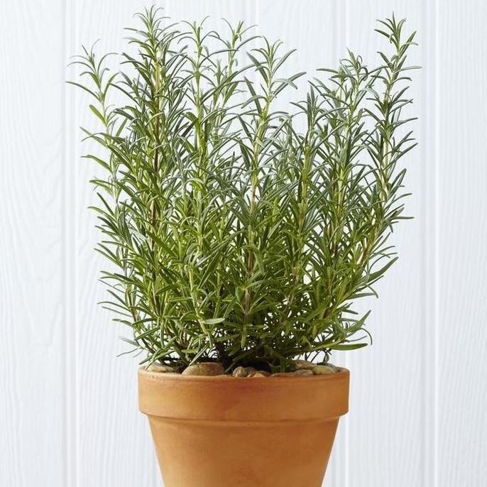 

Terlaris Bibit Rosemary Pohon