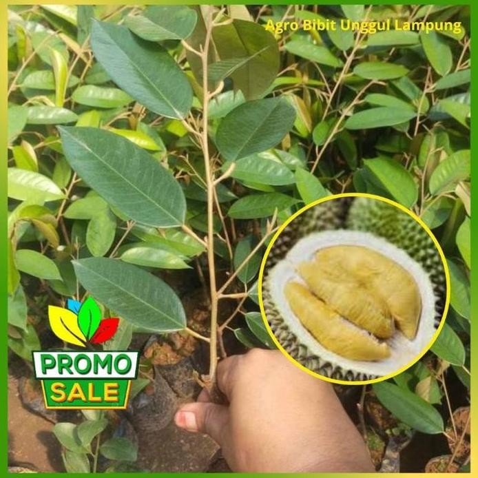 

Terlaris Bibit Durian Dahlan Lampung Asli Tanaman Sudah Okulasi Buah Cepat Pohon