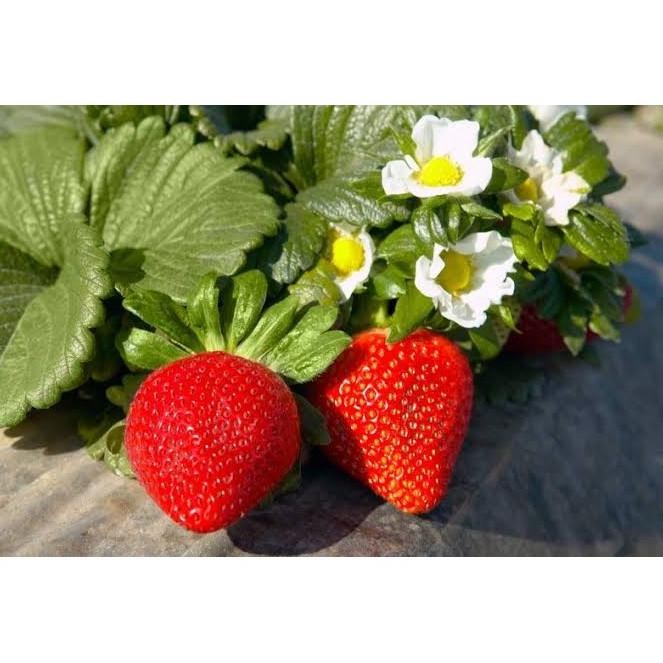 

Terlaris Bibit Murbei, Strawberry Dan Daun Mint
