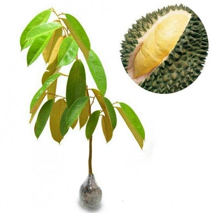 

Terlaris Bibit Durian Sukun