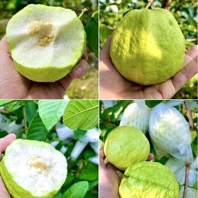 

Terlaris Biji Bibit Jambu Sukun (Sudah Berbuah)