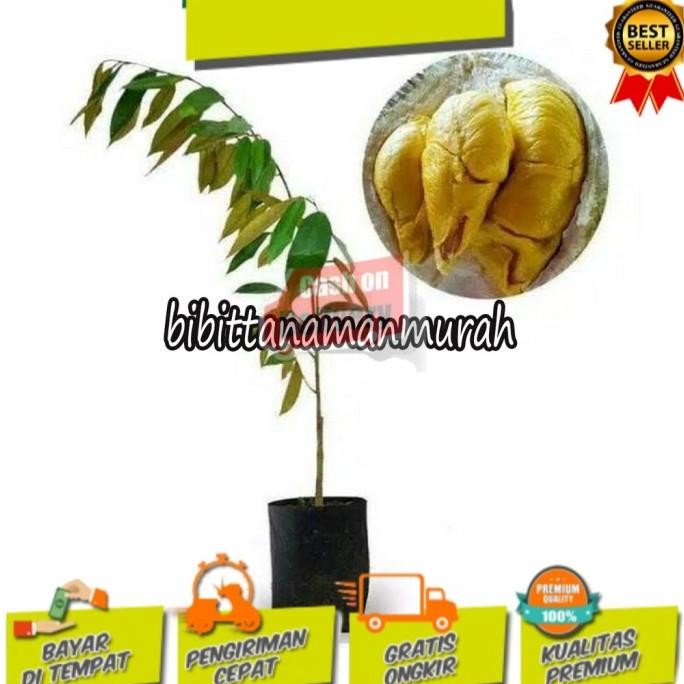

Terlaris Bibit Durian Oche Duri Hitam Unggul