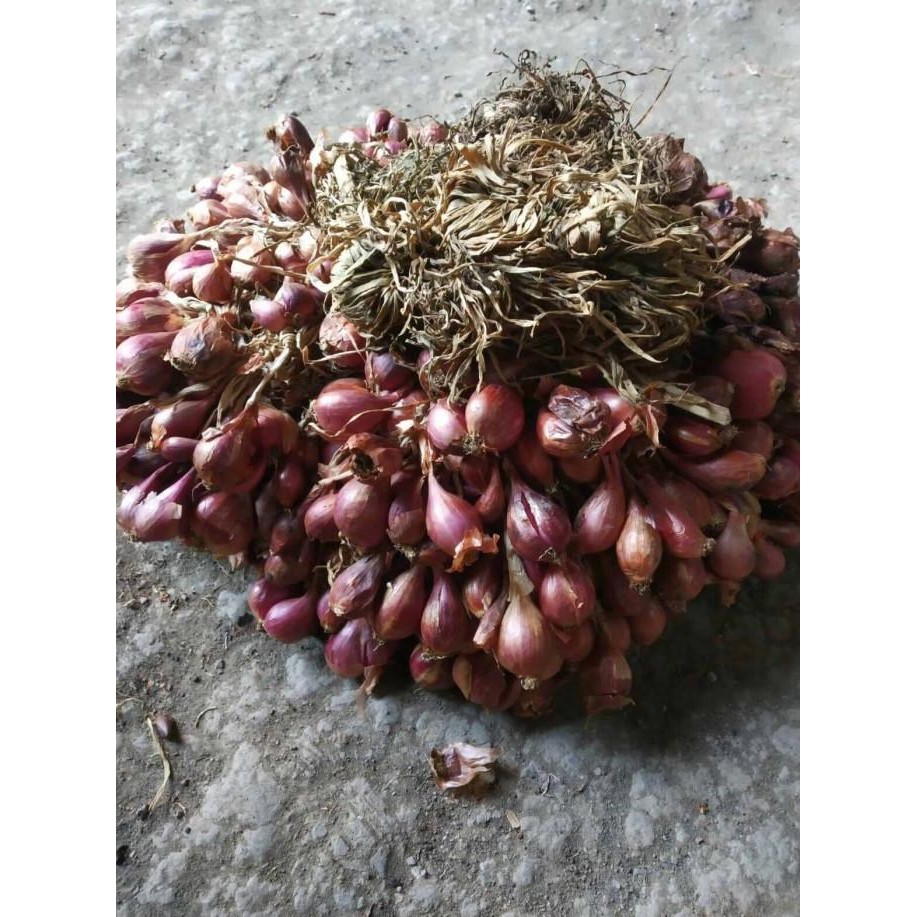 

Terlaris Termurah Bibit Bawang Merah Brebes 1Kg Ready Stock