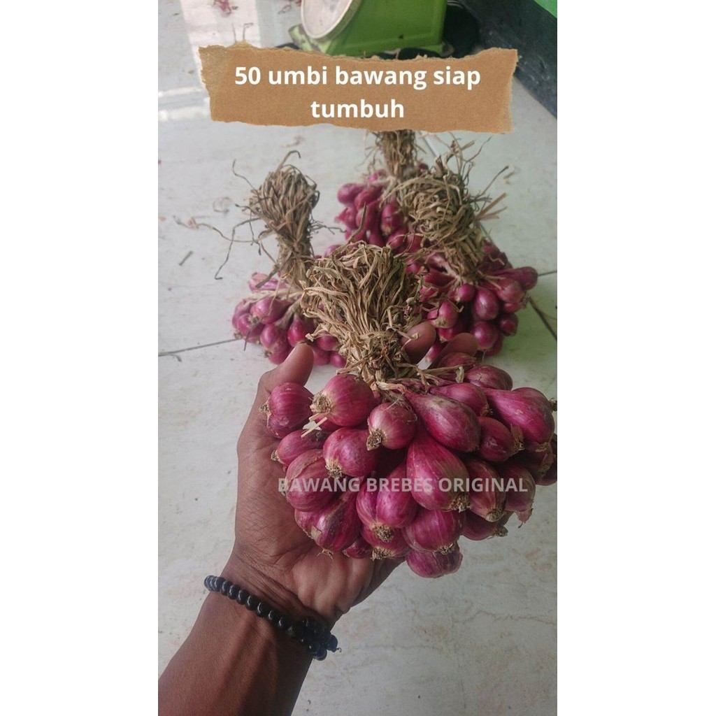 

Terlaris Obral Bibit Bawang Merah Brebes 50 Biji