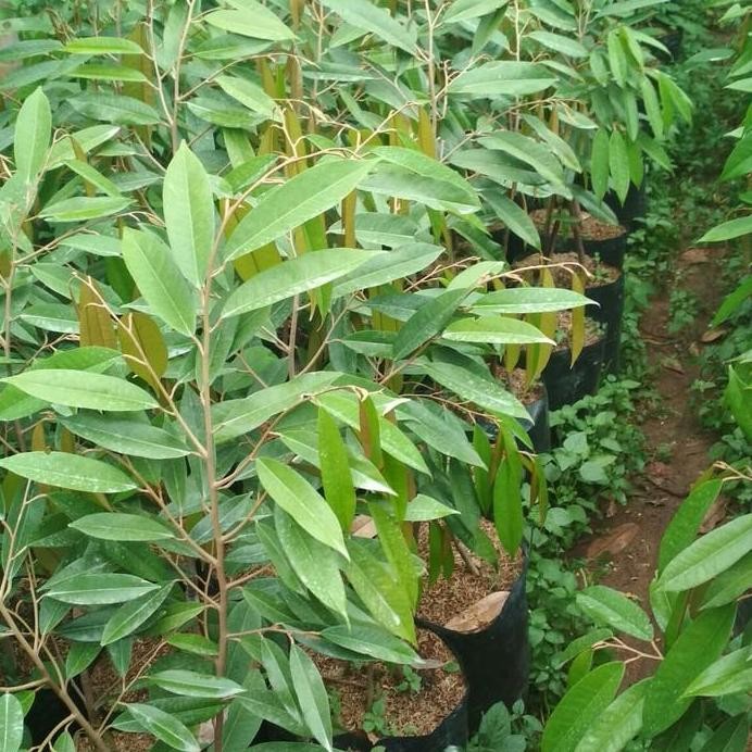 

Terlaris Bibit Tanaman Buah Durian Musang King 3 Kaki ..1 Meter Cepat Berbuah