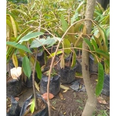 

Terlaris Bibit Durian Musangking