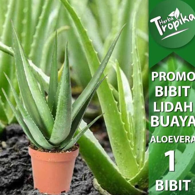 

Terlaris Bibit Tanaman Pohon Lidah Buaya Aloevera Ukuran Sedang Toko Herba Tropika