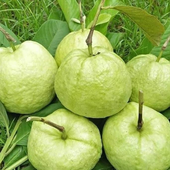 

Terlaris Bibit Buah Jambu Kristal/Krystal Unggul