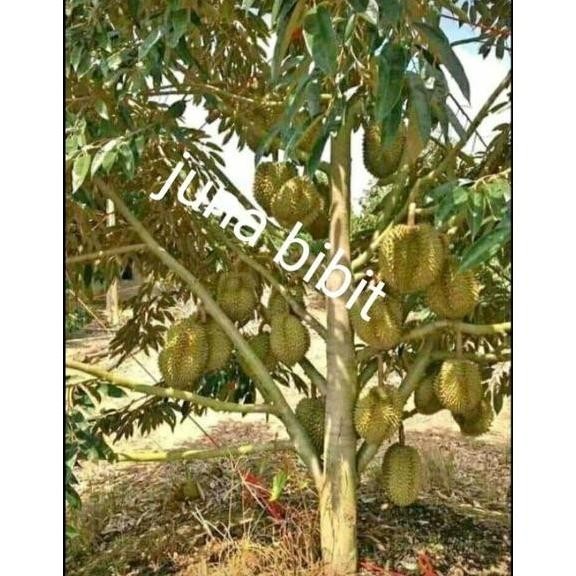 

Terlaris Terlaris Bibit Buah Durian Montong Okulasi Cepat Berbuah Super Manteeb