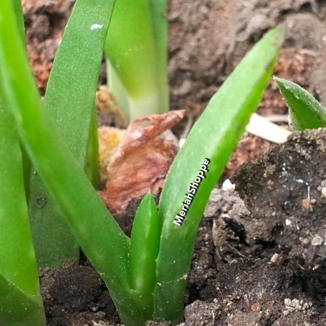 

Terlaris Tunas Tanaman Bibit Benih Lidah Buaya Aloevera Aloe Vera Medan Meriah