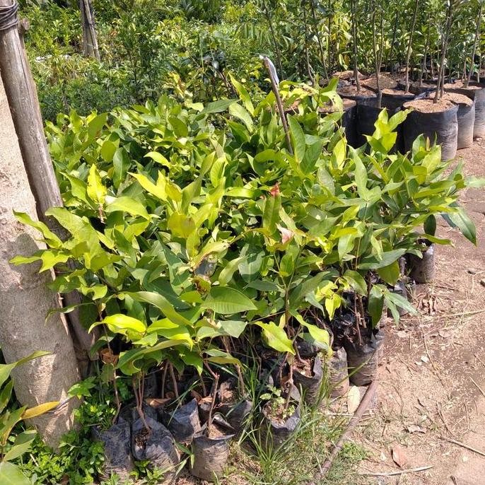 

Terlaris Bibit Jambu Air Kingros Rasa Manis Enak Cepat Berbuah