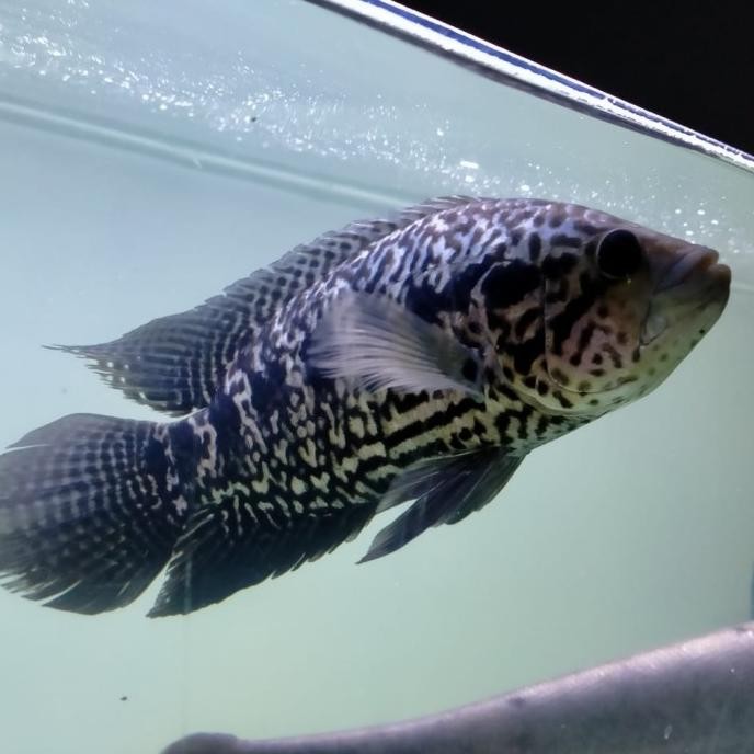 Terlaris Sale Murah Hiasan Aquarium Ikan Jaguar Cichlid Big Size Tankmate Mantul