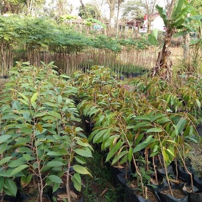 

Terlaris Terlaris Paket 4 Bibit Durian Musangking Okulasi | Srijayabibit Sentra