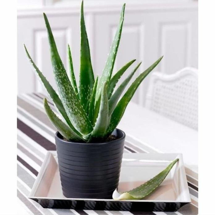 

Terlaris Bibit Tanaman Lidah Buaya Aloe Vera