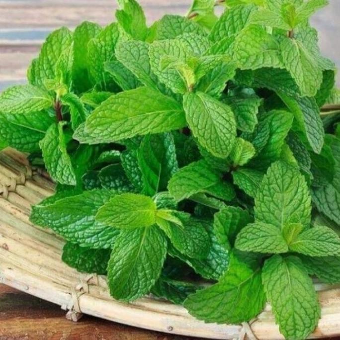 

Terlaris Bibit Tanaman Daun Mint / Pohon Daun Mint Tanaman Herbal Pepermint