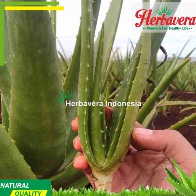 

Terlaris Aloevera Bibit Lidah Buaya Jumbo Herbavera