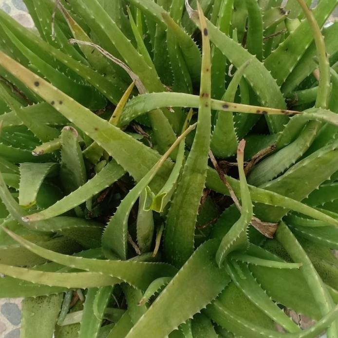 

Terlaris Tanaman Benih Bibit Lidah Buaya