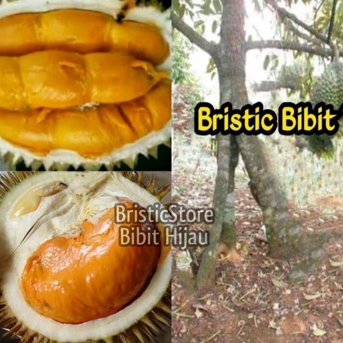 

Terlaris Promo Bibit Tanaman Buah Durian Super Tembaga Kaki 3 Okulasi Best