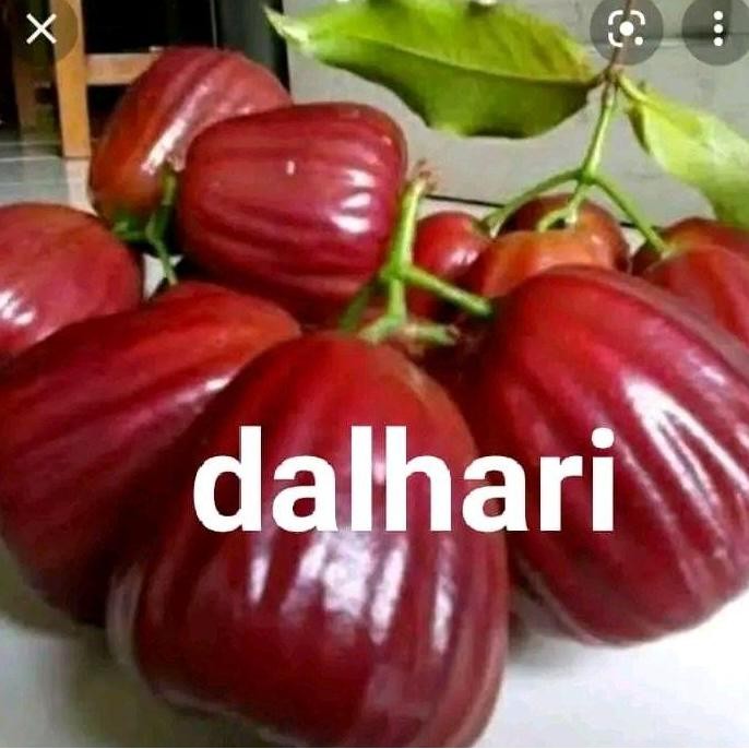 

Terlaris Bibit Tanaman Jambu Air Dalhari