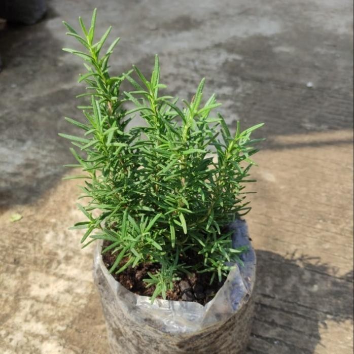

Terlaris Tanaman Rosemary Bibit Rempah Daun Rosemary Eeee