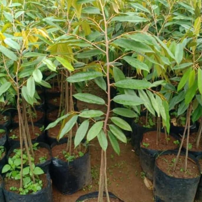 

Terlaris Bibit Durian Musangking Kaki 3