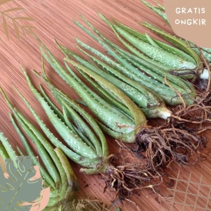 

Terlaris Terbaru Buy 1 Get 1 Free Bibit Lidah Buaya Organik | Tanaman Lidah