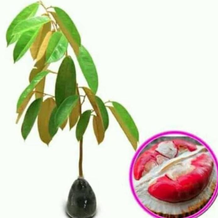 

Terlaris Bibit Durian Merah Unggul .