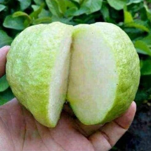

Terlaris Bibit Jambu Kristal Putih Berbuah / Berbunga
