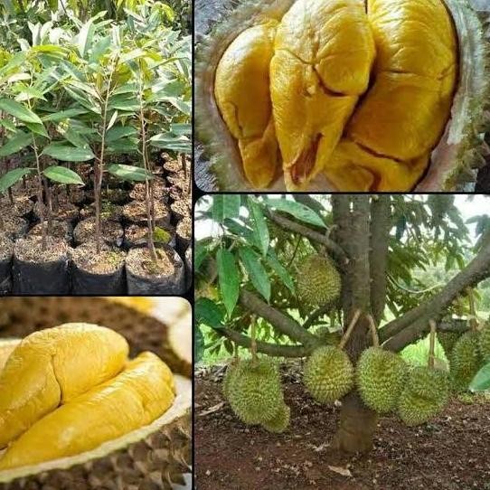 

Terlaris Bibit Durian Musangking Berokulaai Super Cepat Berbuah