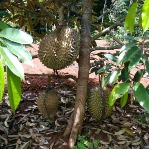 

Terlaris Cod Bibit Tanaman Buah Durian Bawor Asli Super Okulasi Cepat Berbuah
