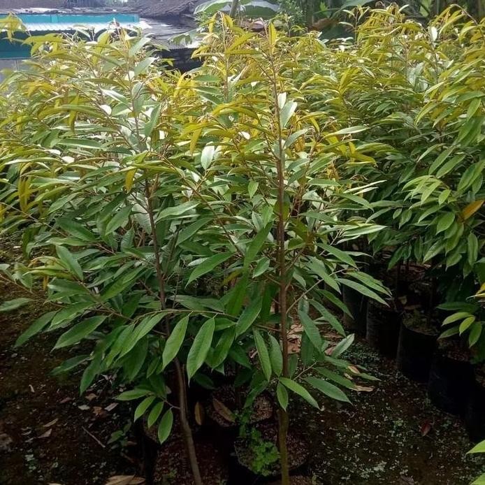 

Terlaris Bibit Durian Musangking Tinggi 1 Meter Up Batang Besar