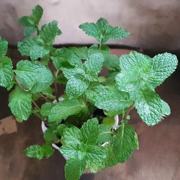 

Terlaris Bibit Tanaman Daun Spearmint Daun Mint Menthol Tanaman Herbal