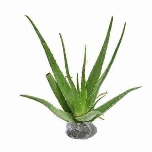 

Terlaris Bibit Tanaman Obat Lidah Buaya Daun Lidah Buaya Aloe Vera